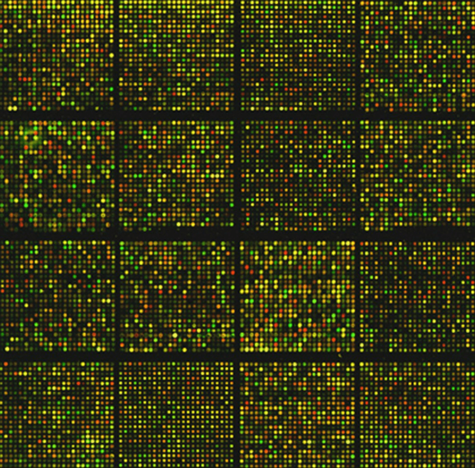 Cancer, microarray, and gene sequencing (Photo provided by the National Cancer Institute)