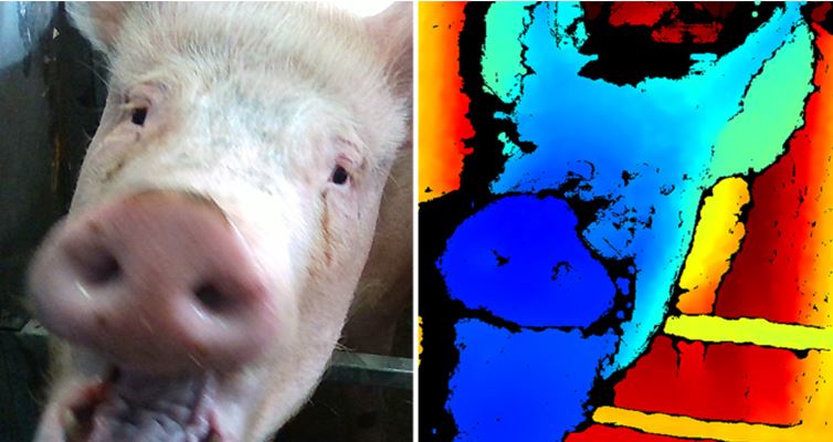 Detecting the emotional state of pigs using Intellipig. (Courtesy of Melvyn Smith)