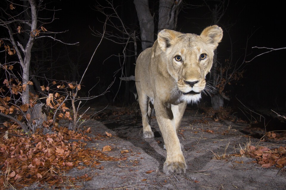 AI technology has introduced an innovative method for tracking and protecting habitats of endangered animals. (Photo courtesy = Google)