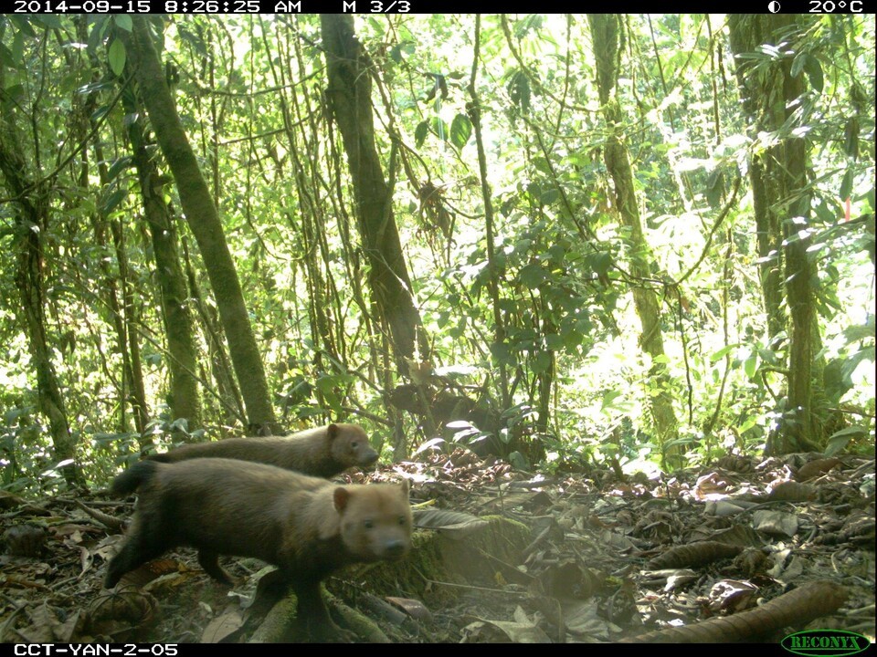 Bush dog identified in the Amazon forest through Wildlife Insights (Photo courtesy = Google)