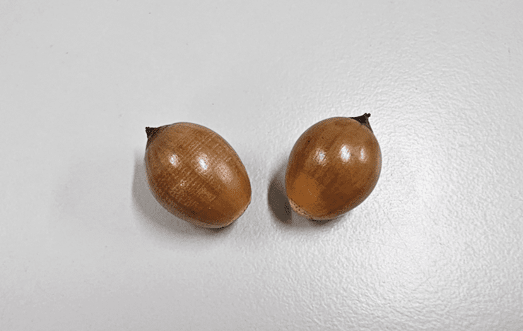 Jonggasi Oak Acorn