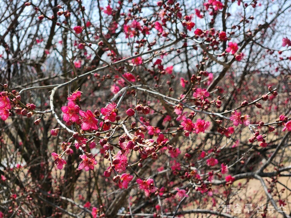 Red plum blossoms are blooming, signaling a change in the seasons. (2025.03.13, Hahoe Village, Andong, North Gyeongsang Province) | Photo = Taken by the author