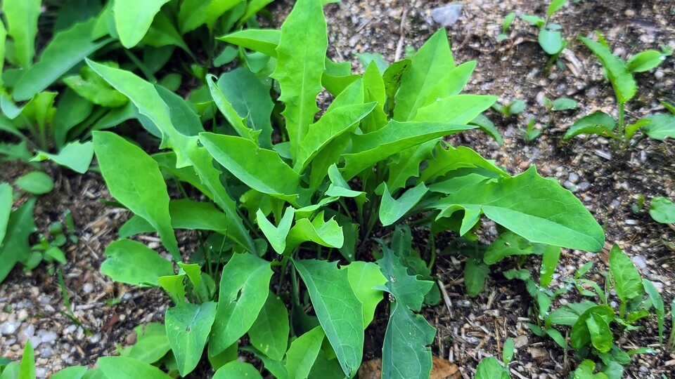 Yellow Lettuce Leaf