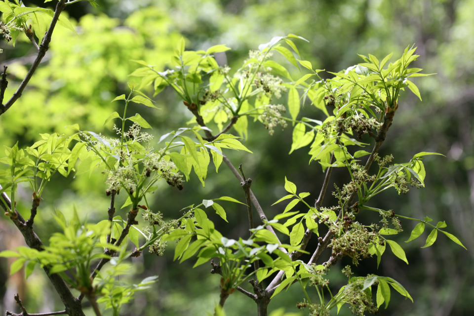 Fraxinus chinensis