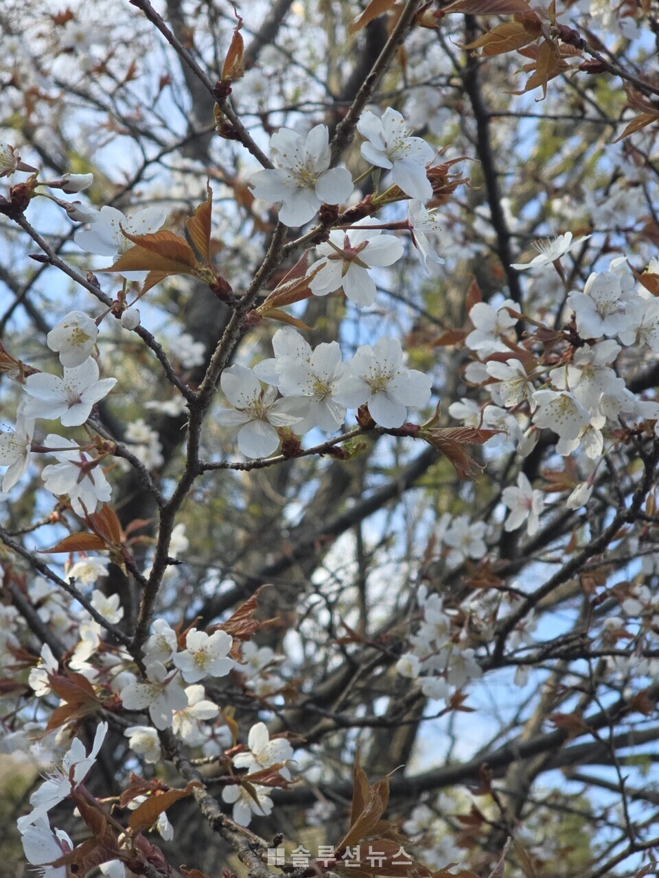 The place where spring has stayed