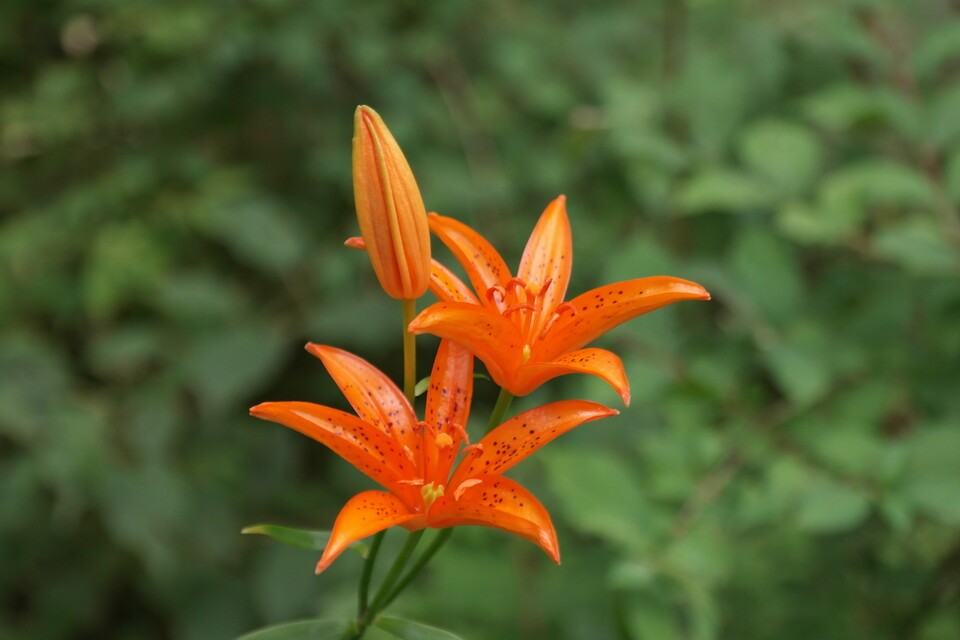 A native lily, Sky Lily, blooming upward with bright orange petals speckled with black spots.