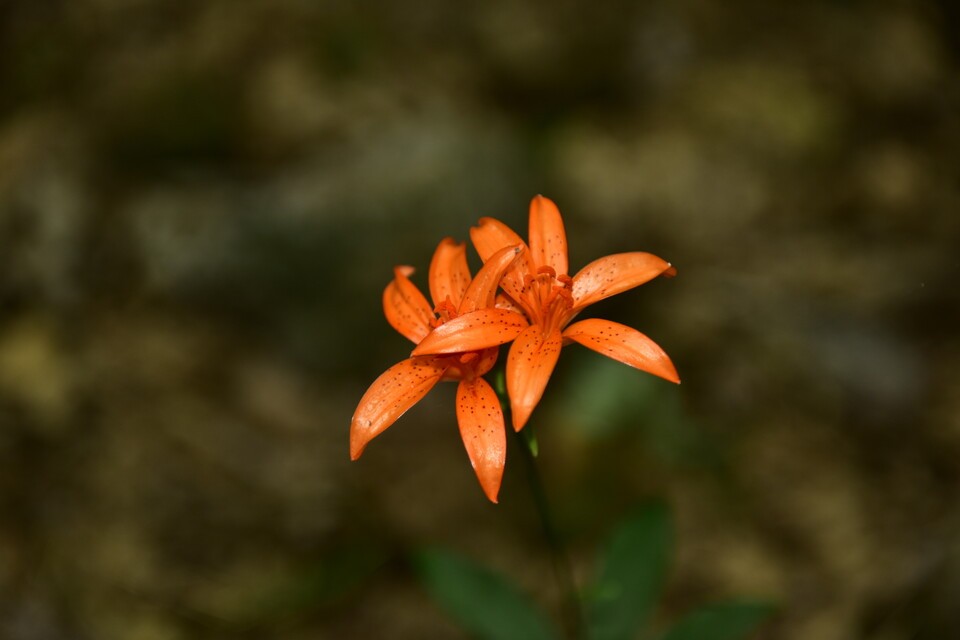 Sky Lily: An ideal garden plant with its bright orange flowers and glossy petals.