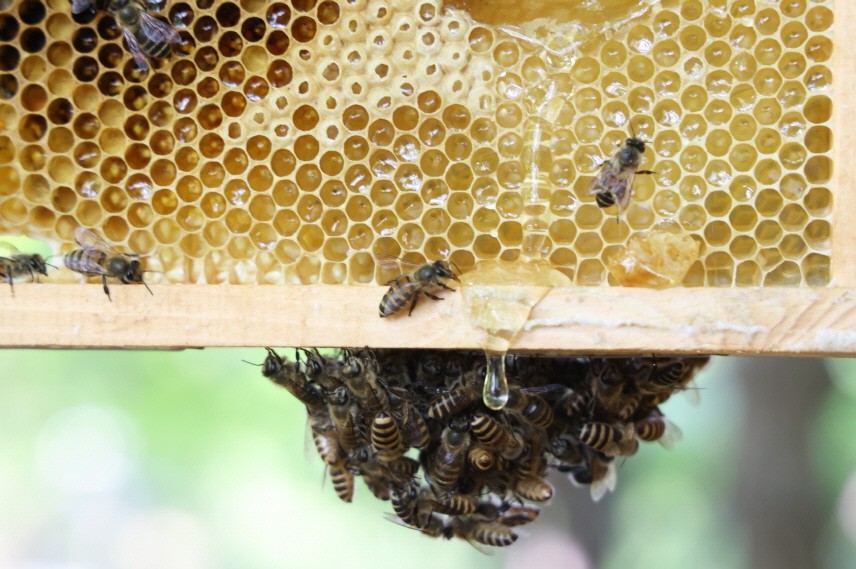 100 million / 200 million / 400 million bees, aiming to double the population of 'native bees' annually