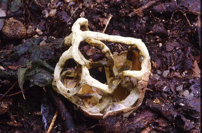 White basket mushroom (provided by the Korea Forest Service)