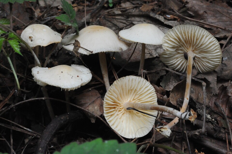 Hongneung leaf mushroom (provided by the Korea Forest Service)