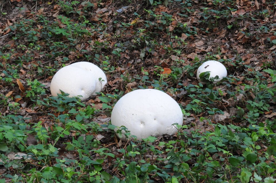 Basket stinkhorn found in Hongneung Forest (provided by the Korea Forest Service)