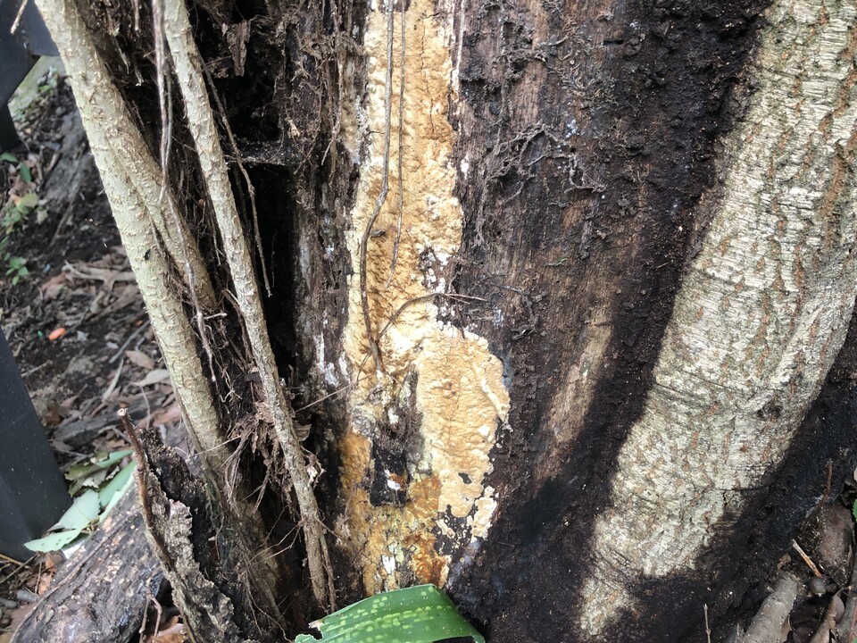 Wood decomposing fungi first discovered in Korea in Hongneung Forest (provided by the Korea Forest Service)