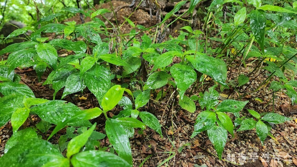首尔西大门区安山一带