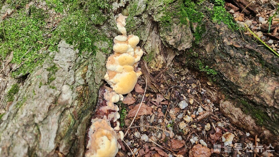 首尔西大门区安山一带