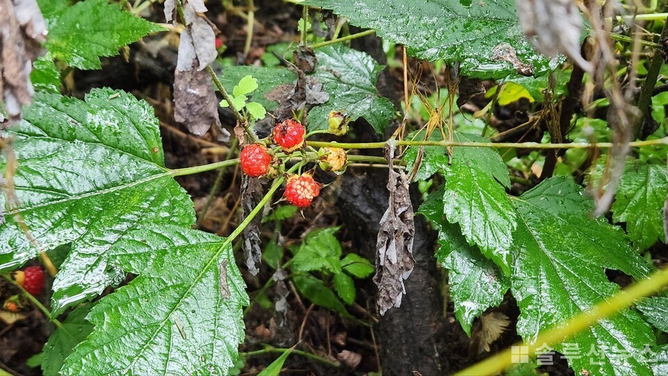 首尔西大门区安山一带
