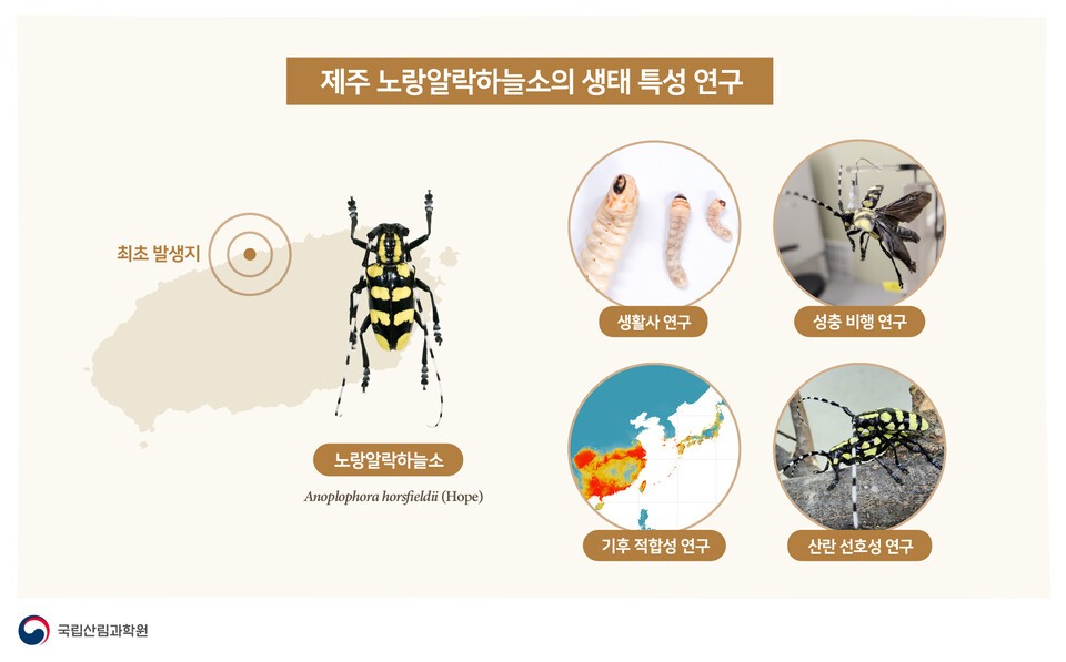 제주 노랑알락하늘소의 생태 특성 연구 (출처=국립산림과학원)