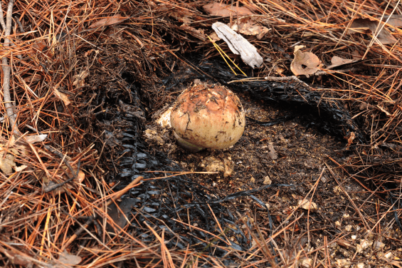Pine mushrooms occurred in the wildfire-affected area (Goseong)