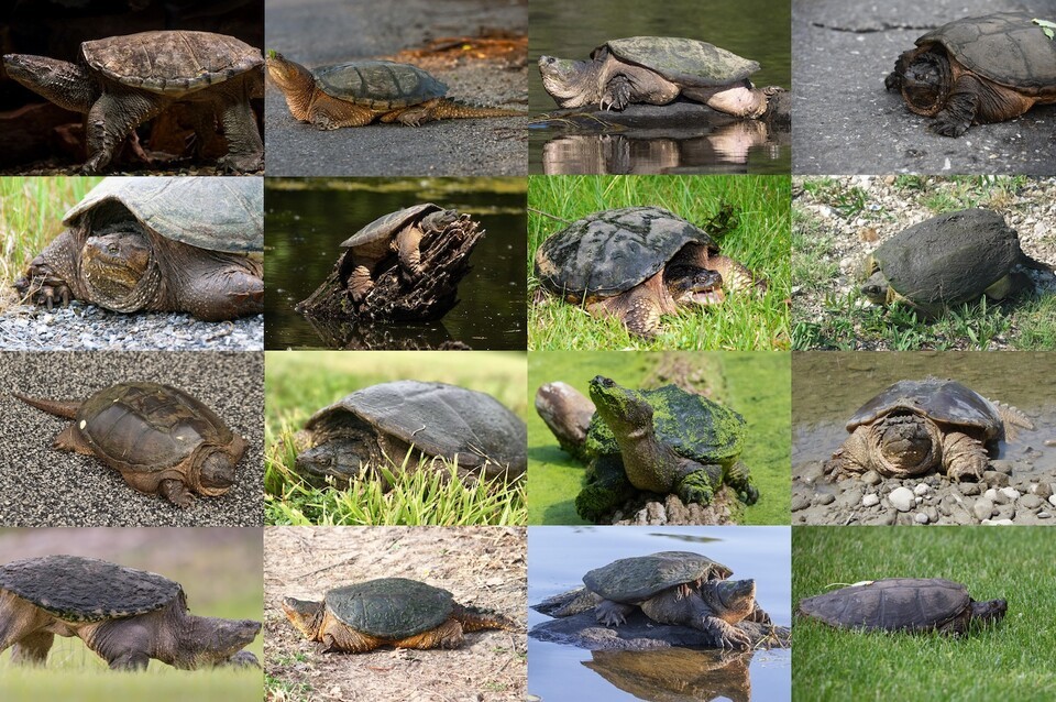 多様な形態のオオカミガメの写真