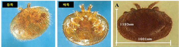 OIE(World Organization for Animal Health) designated bee epidemic (Varroosis, varroa mite infection) causing parasitic mite