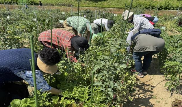 Urban agriculture-based healing program 'Geumcheon Memory Garden' (photo=Geumcheon-gu)