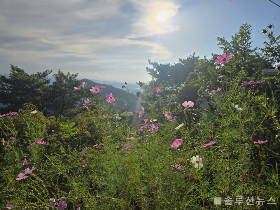 来到仁王山的秋季波斯菊
