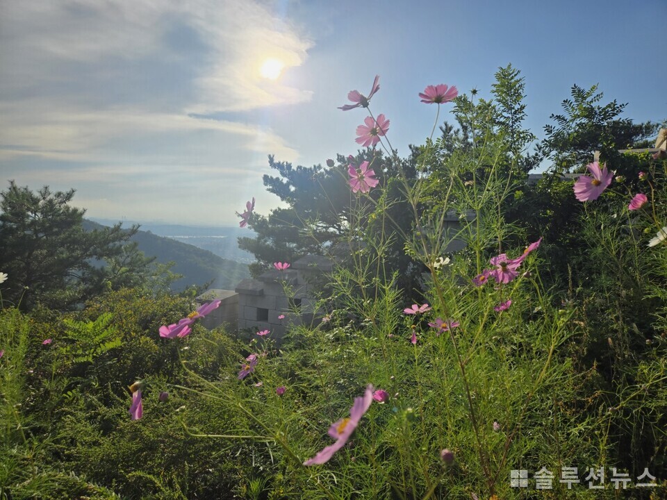 来到仁王山的秋季波斯菊