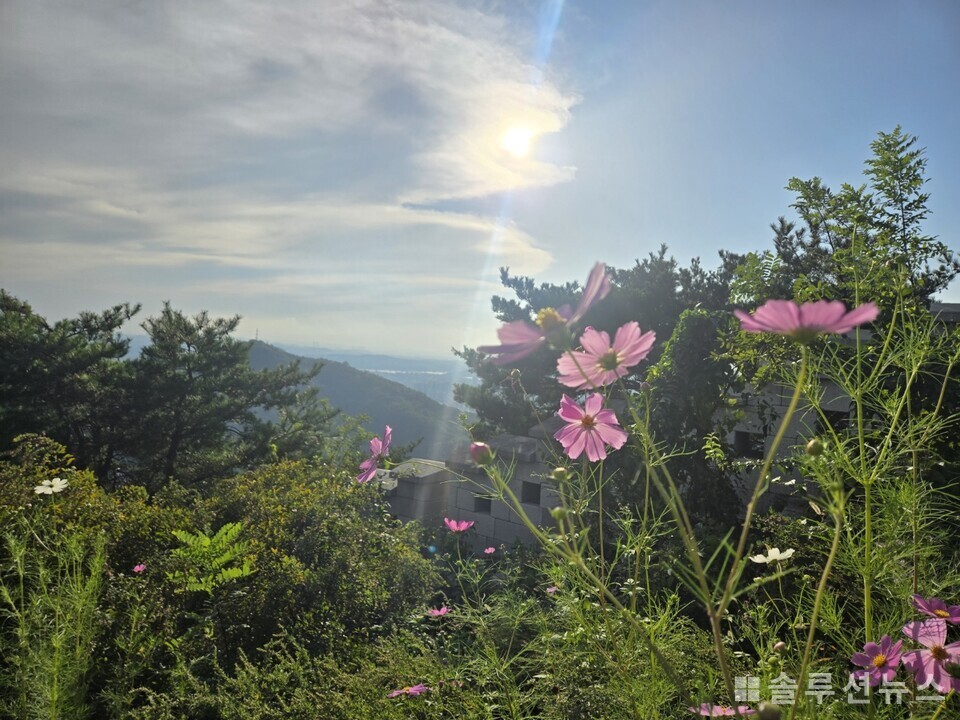 来到仁王山的秋季波斯菊