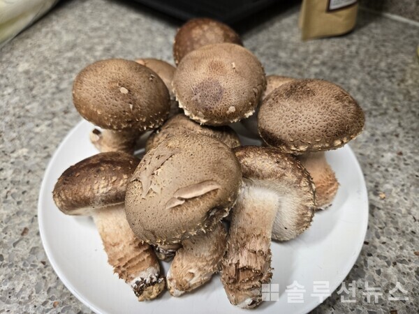 Songhwa mushrooms (photo by Solnews Hyeri Lee)