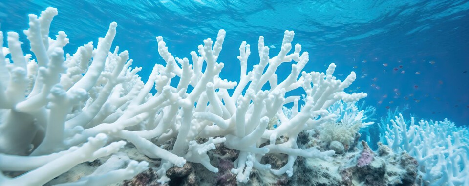 WMOは南西太平洋の海洋熱波がサンゴの白化と生態系被害を拡大させていると警告した。