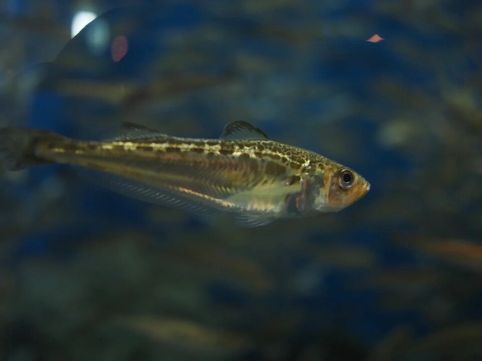 水温上昇により韓国近海の魚種分布が急速に変化している。従来の魚種は北上するか漁獲量が減り、空いた分は暖流性・亜熱帯性の魚種が埋める傾向にある。(写真=Animalia)