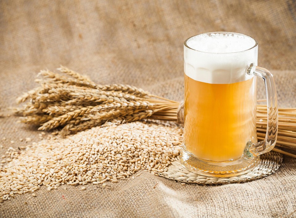 The four basic ingredients of beer are water, malt, hops, and yeast. (Photo = Solution News Magnific)