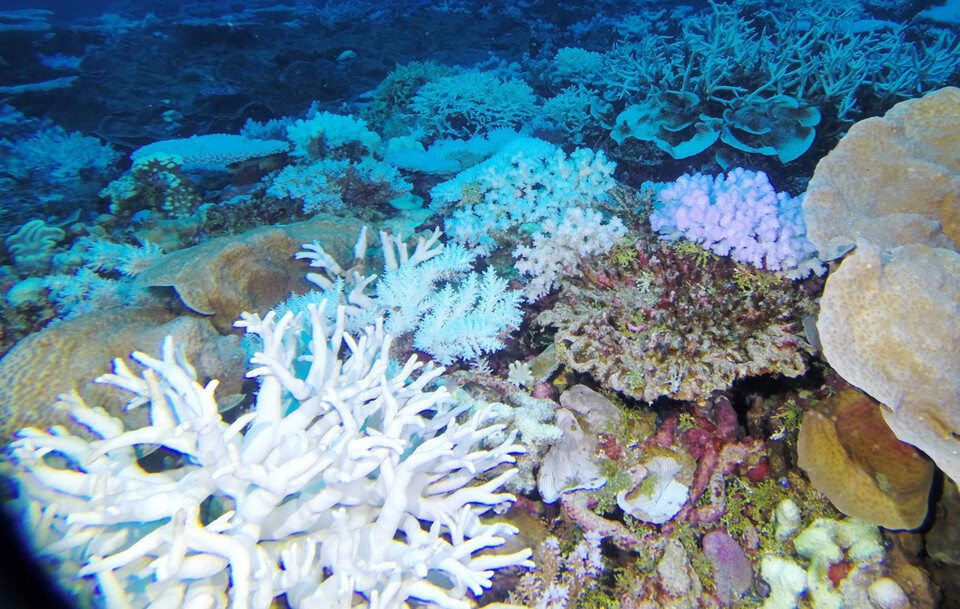 高水温で共生藻が抜け出し、白くなったサンゴ礁。