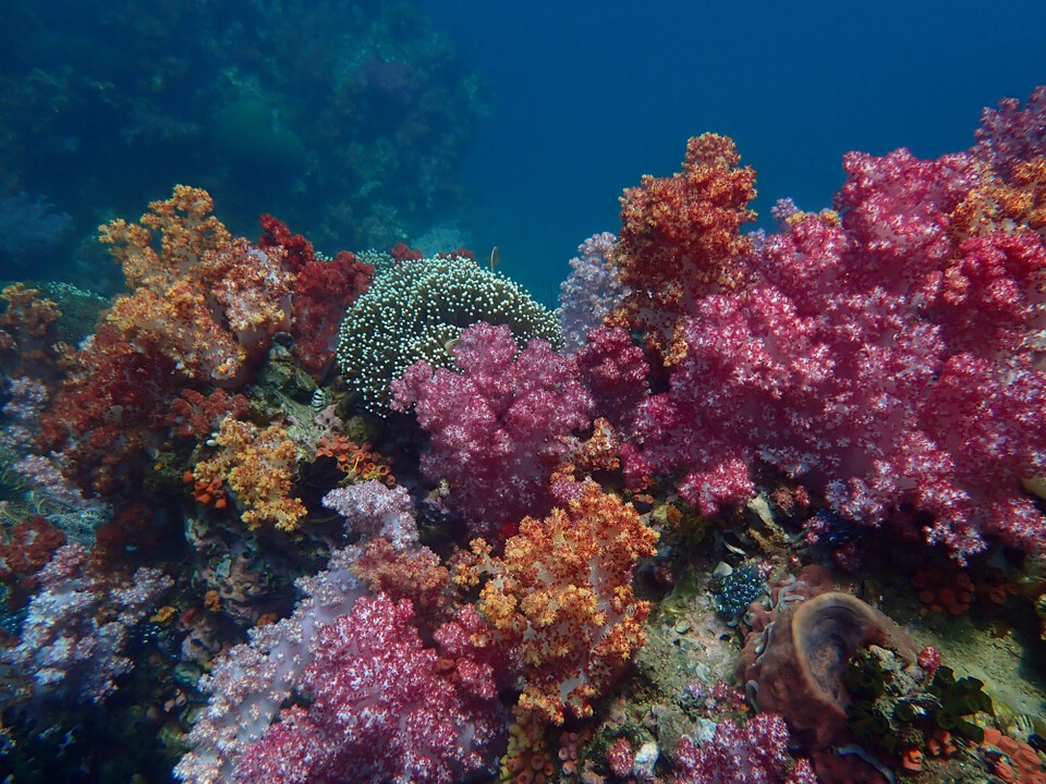 多様な生物が生息するサンゴ礁。白化が繰り返されれば海洋生態系全体が脅かされる。