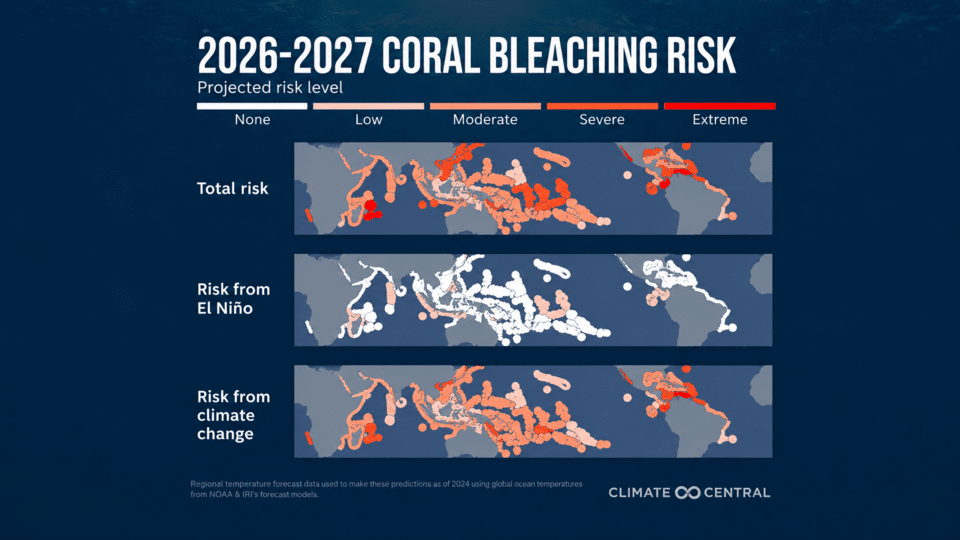 2026～2027年のサンゴ白化リスクはエルニーニョより気候変動の影響が大きいことが示された。