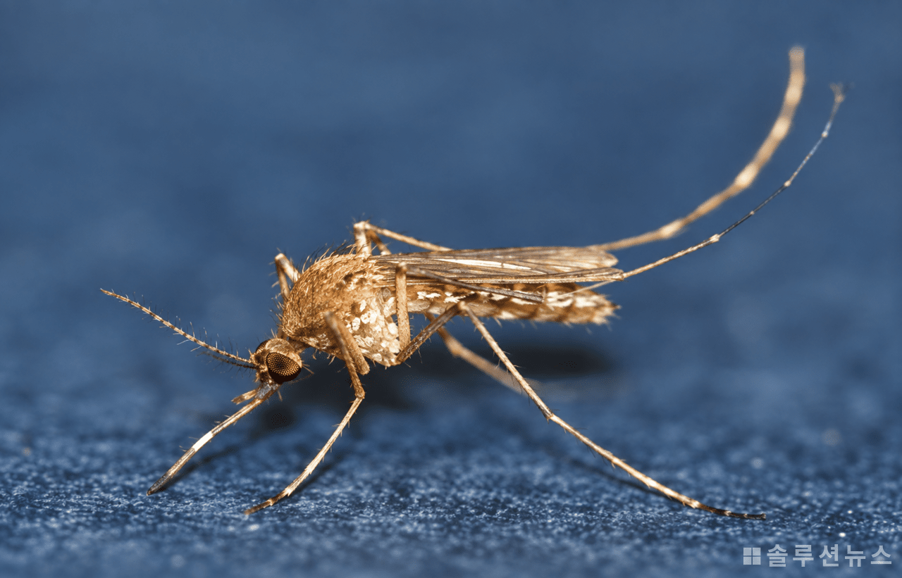 The small red house mosquito, a vector of Japanese encephalitis, is a small mosquito about 4.5 mm long that is generally dark brown without distinct markings and has a broad white band in the center of its proboscis. It inhabits rice paddies, livestock barns, and puddles, and is most active in blood-feeding during the evening. (Photo = Korea Disease Control and Prevention Agency / Upscaled = Solution News)